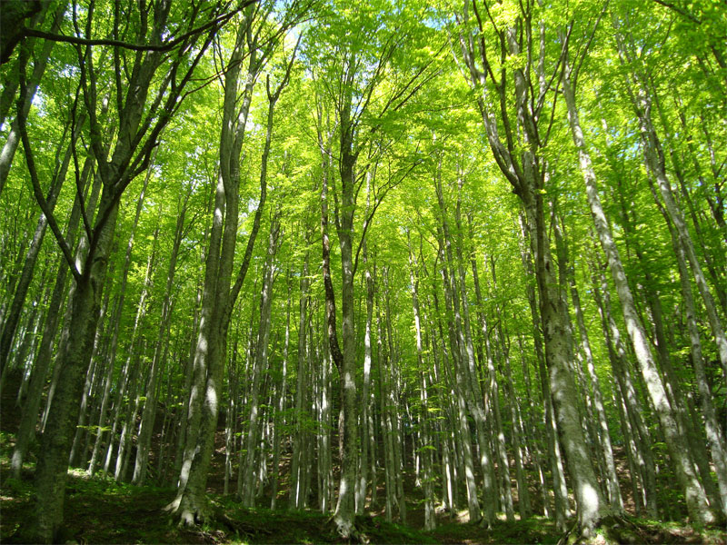 gal/2010/04 - Nel Parco delle foreste Casentinesi - 22 Maggio/04_lama_cancellino/12_faggi-01.jpg
